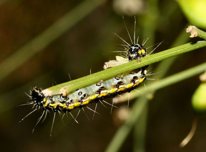 Bega della ginestra - Uresiphita gilvata